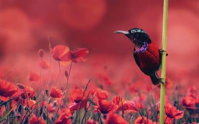 Den ultimative mors dag gave – En vejviser til betænksomme gaver